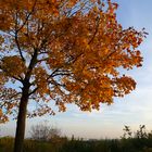 Herbst auf der Rudower Höhe