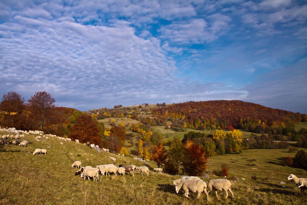Herbst auf der Schwäbischen Alb Foto & Bild | landschaft, natur Bilder auf fotocommunity