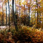 Herbst auf der schwäbischen Alb II