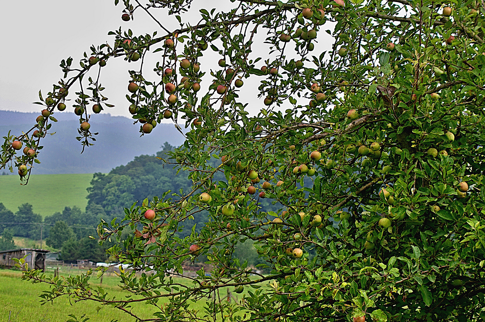 Herbst auf der Streuobstwiese