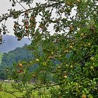 Herbst auf der Streuobstwiese