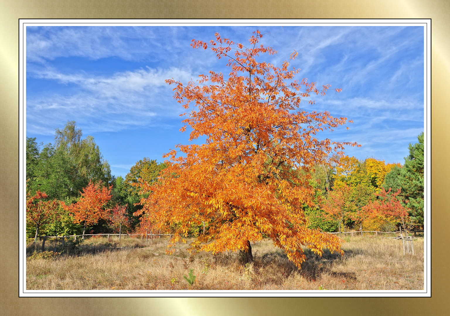 Herbst auf der Streuobstwiese.....