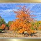 Herbst auf der Streuobstwiese.....