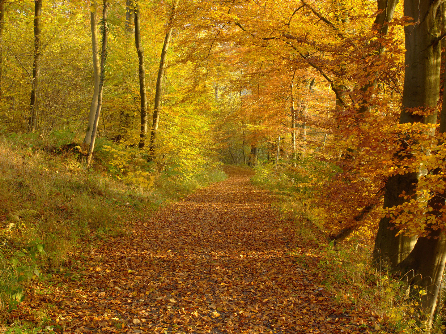 Herbst auf der Waldroute in Balve-Binolen