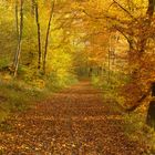 Herbst auf der Waldroute in Balve-Binolen