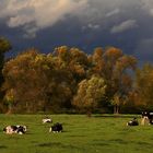 Herbst auf der Weide