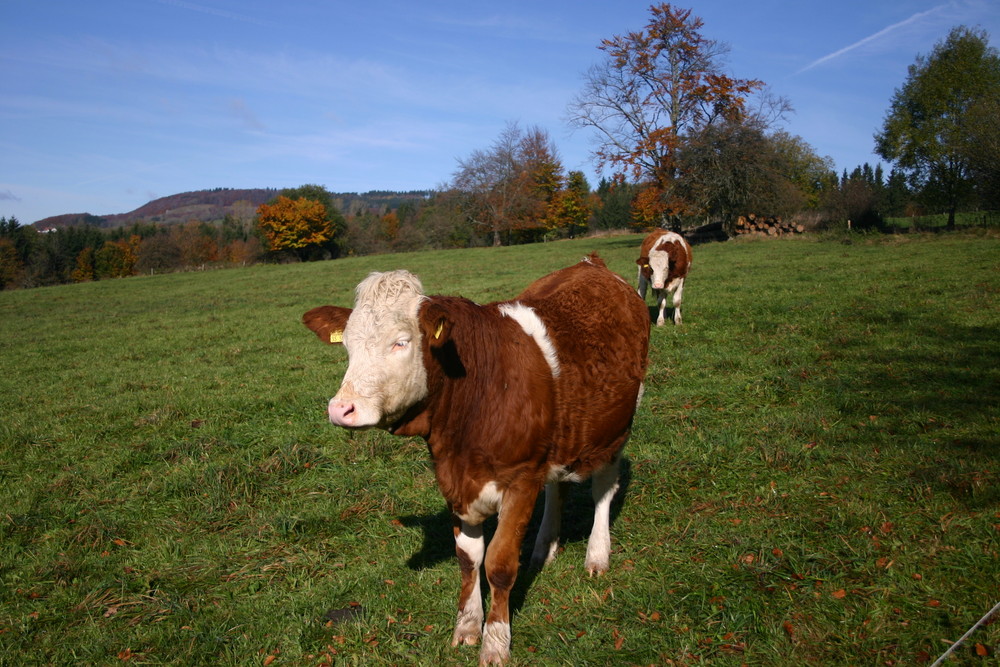 Herbst auf der Weide