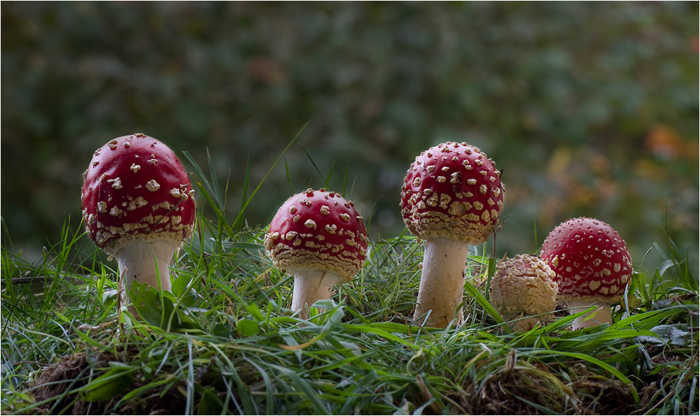 Herbst auf der Weide