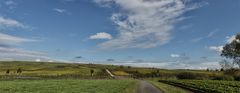 Herbst auf der Weininsel