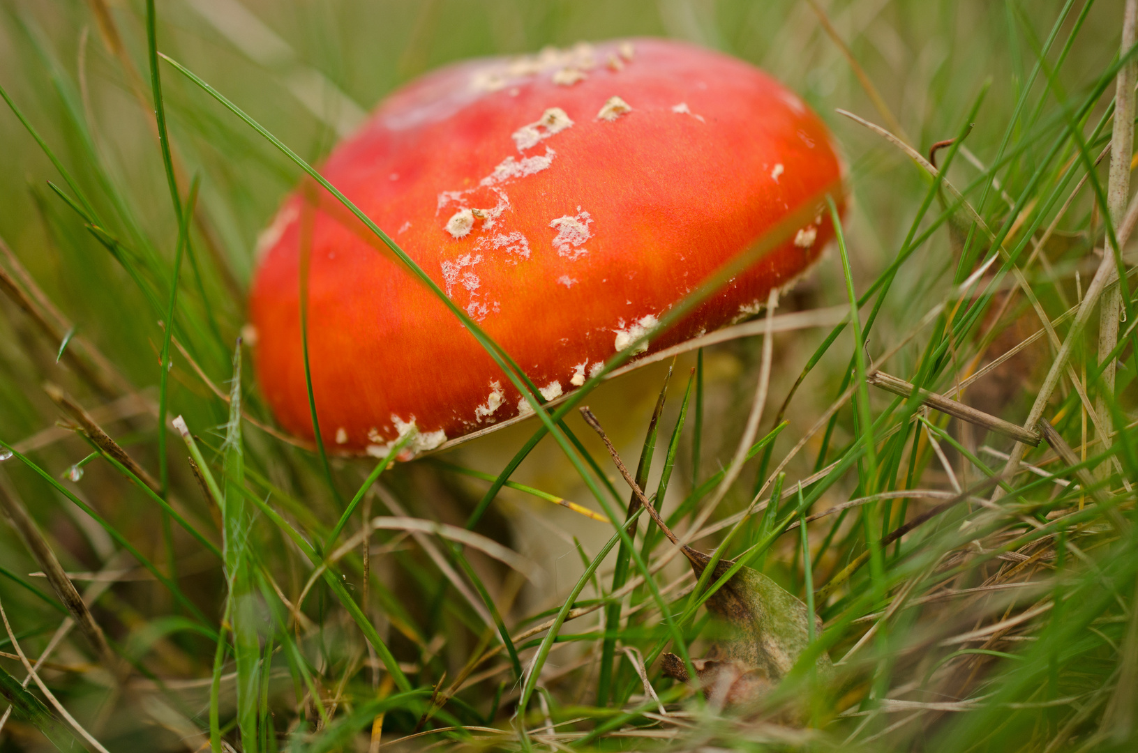 Herbst auf der Wiese