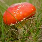 Herbst auf der Wiese