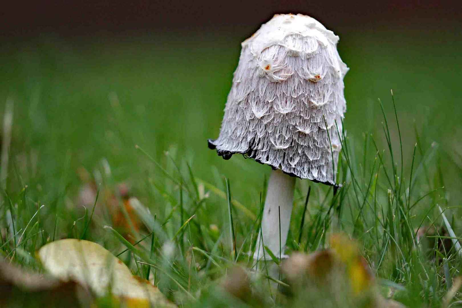 Herbst auf der Wiese hinter meinem Haus