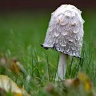 Herbst auf der Wiese hinter meinem Haus