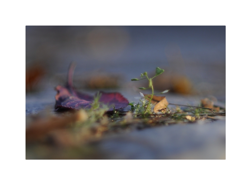 herbst auf dresdner koppsteinpflaster