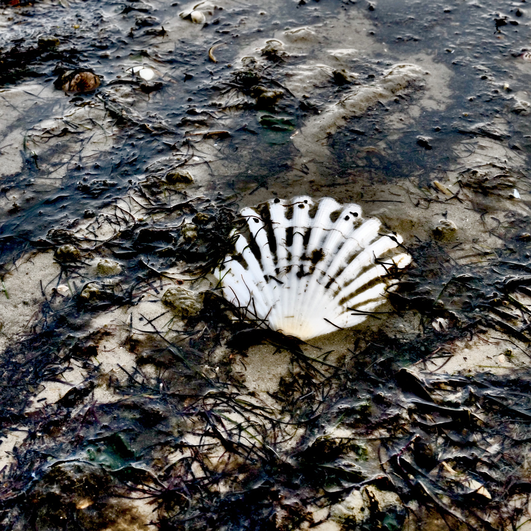 Herbst auf Föhr -Strandmuschel