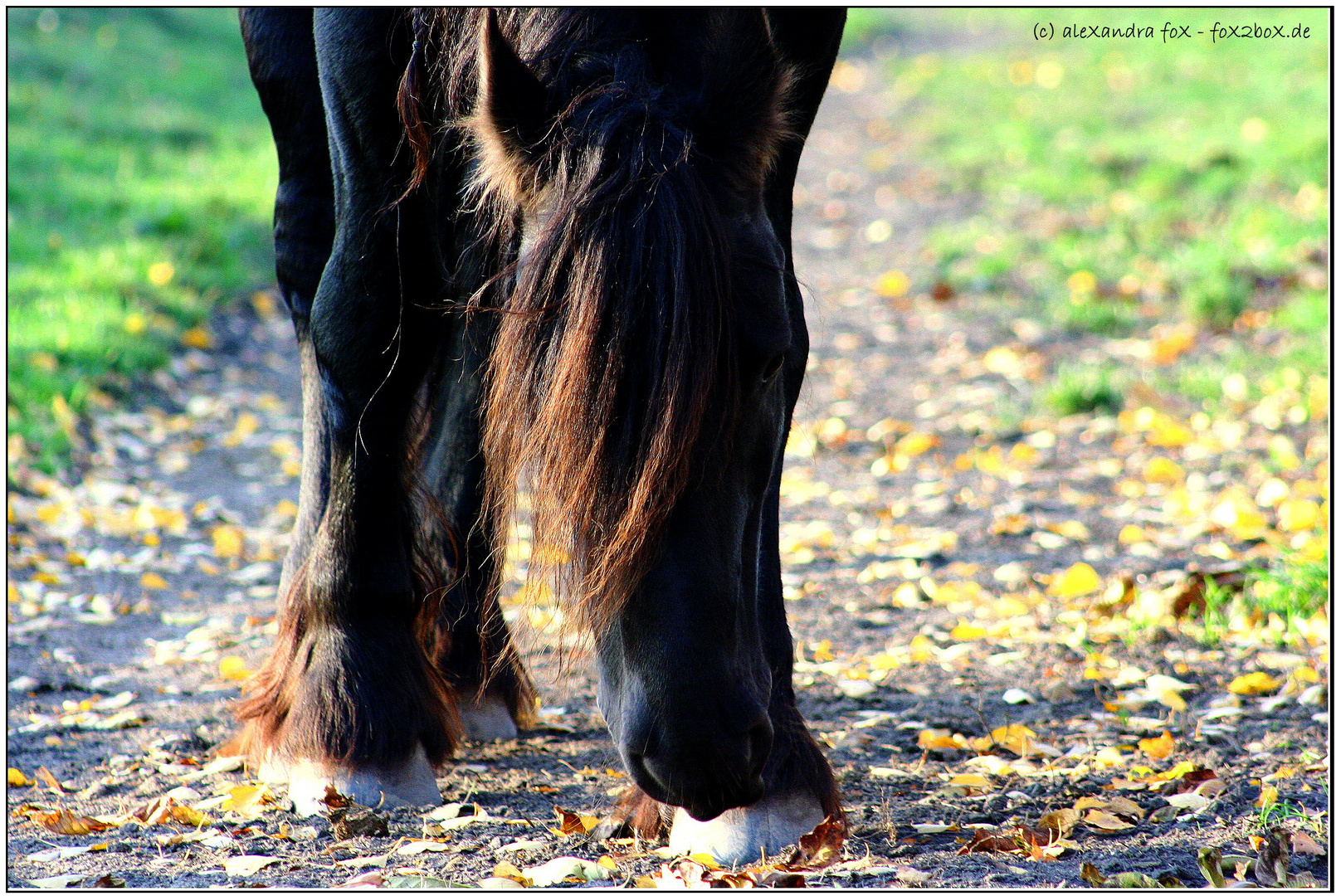 Herbst auf friesisch