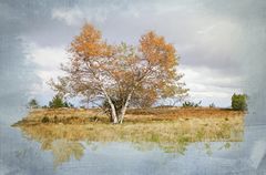 Herbst auf Hornisgrinde - Schwarzwald 