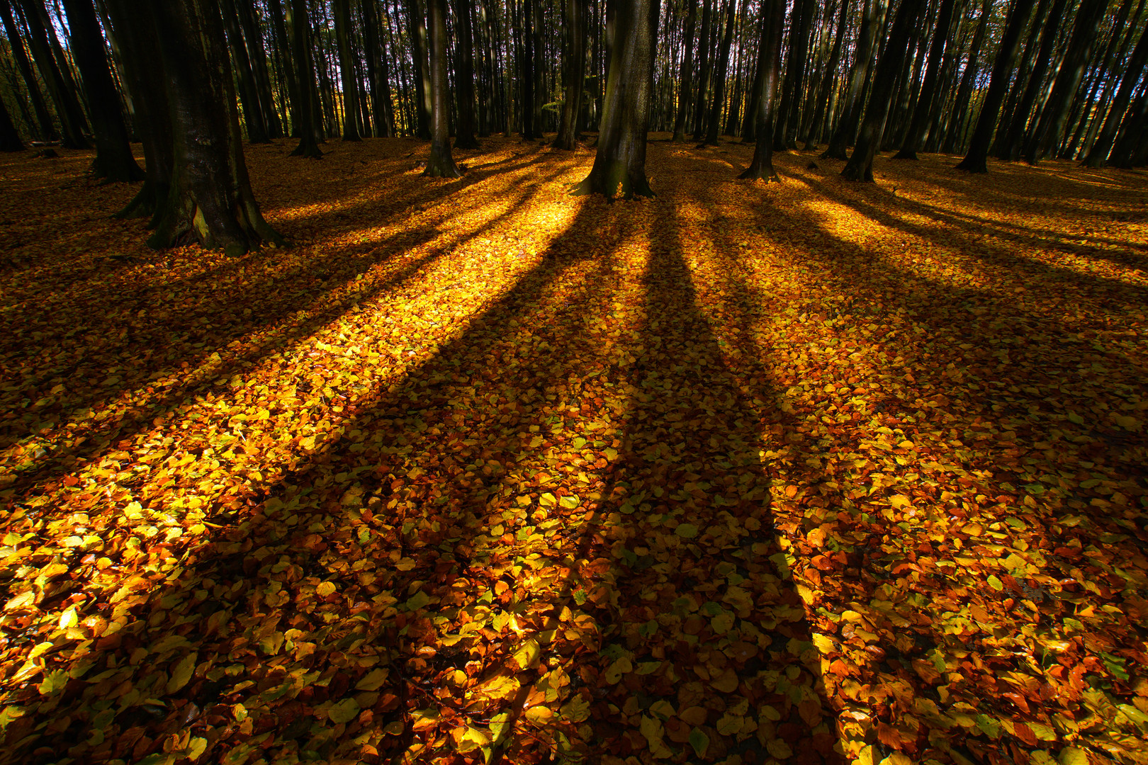 Herbst auf Jasmund