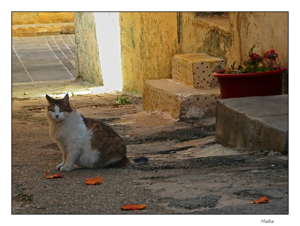 Herbst auf Malta