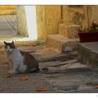 Herbst auf Malta