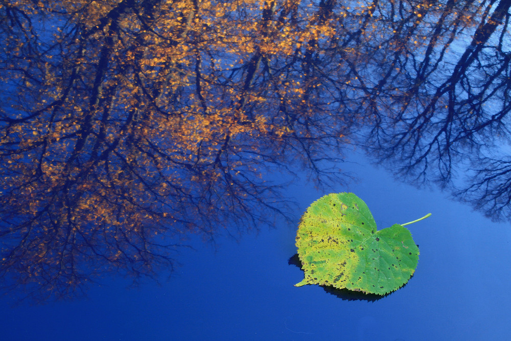 Herbst auf meiner Motorhaube