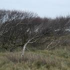 Herbst auf Norderney