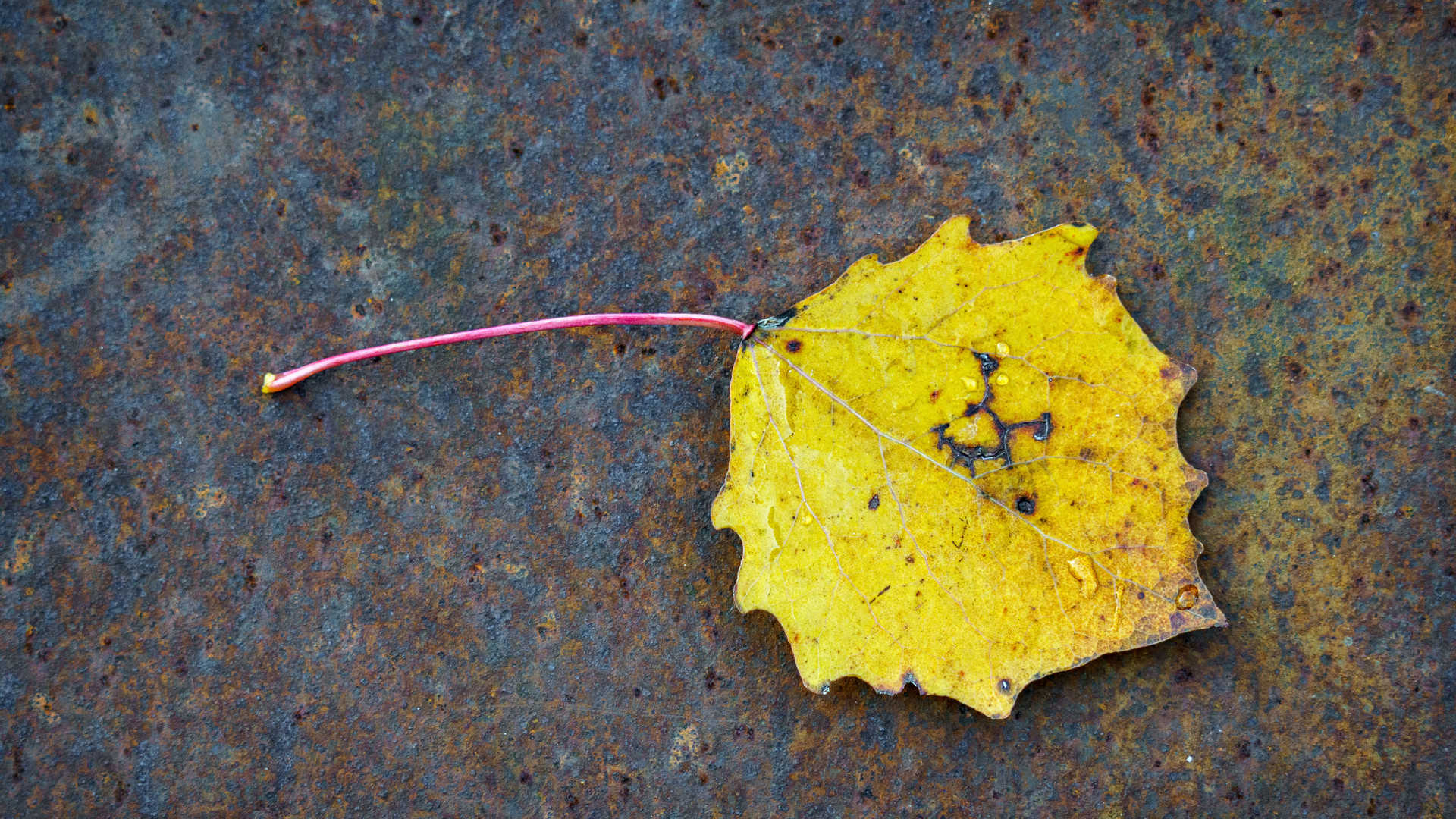 Herbst auf Rost