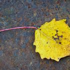 Herbst auf Rost