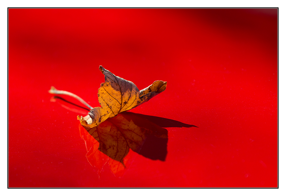 Herbst auf rot