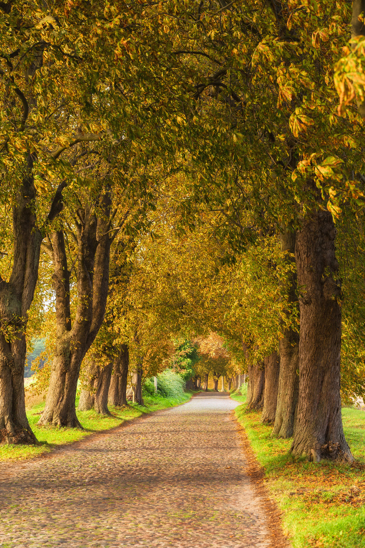 Herbst auf Rügen