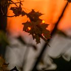 Herbst auf Rügen 2