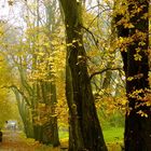 Herbst auf Rügen