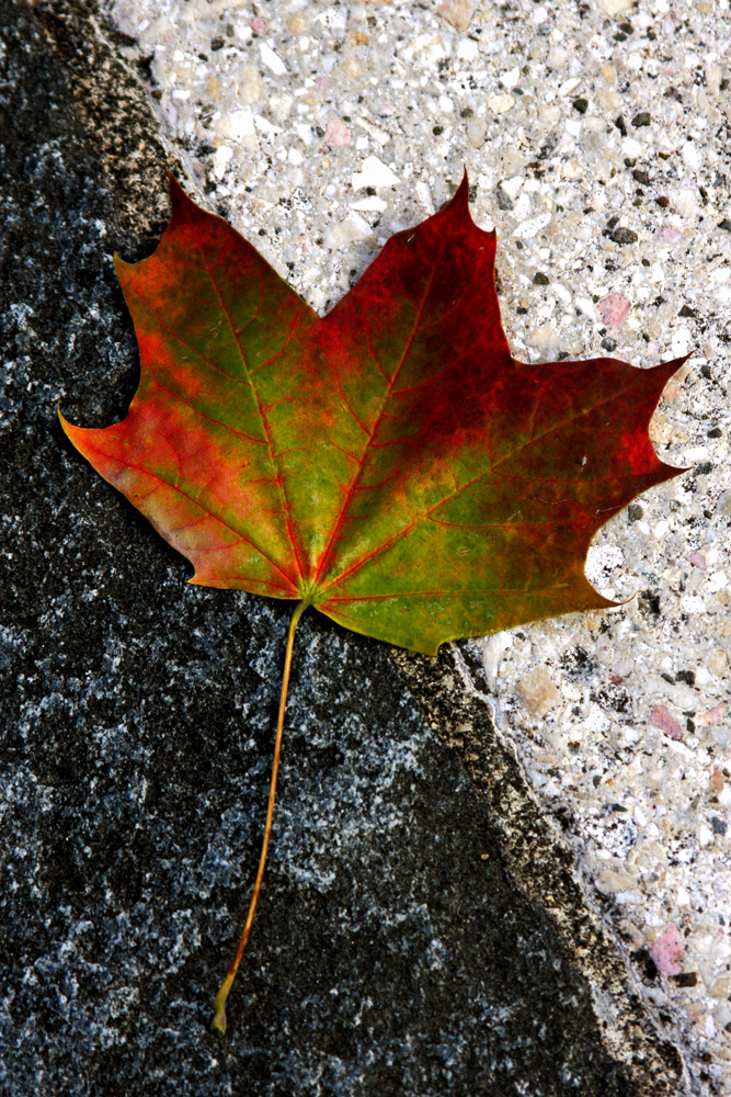 Herbst auf Schwarz-Weiss Foto & Bild | pflanzen, pilze & flechten