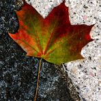 Herbst auf Schwarz-Weiss