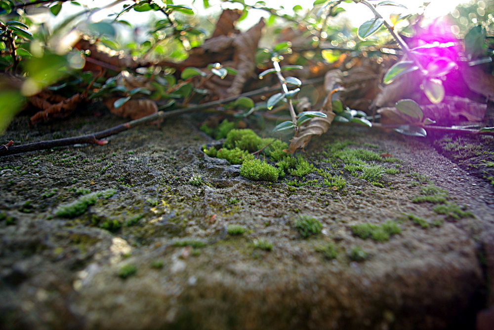 Herbst auf Stein