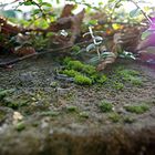 Herbst auf Stein