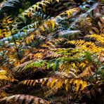 HERBST AUF UNTERER EBENE IM GEGENLICHT