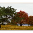 Herbst auf Usedom