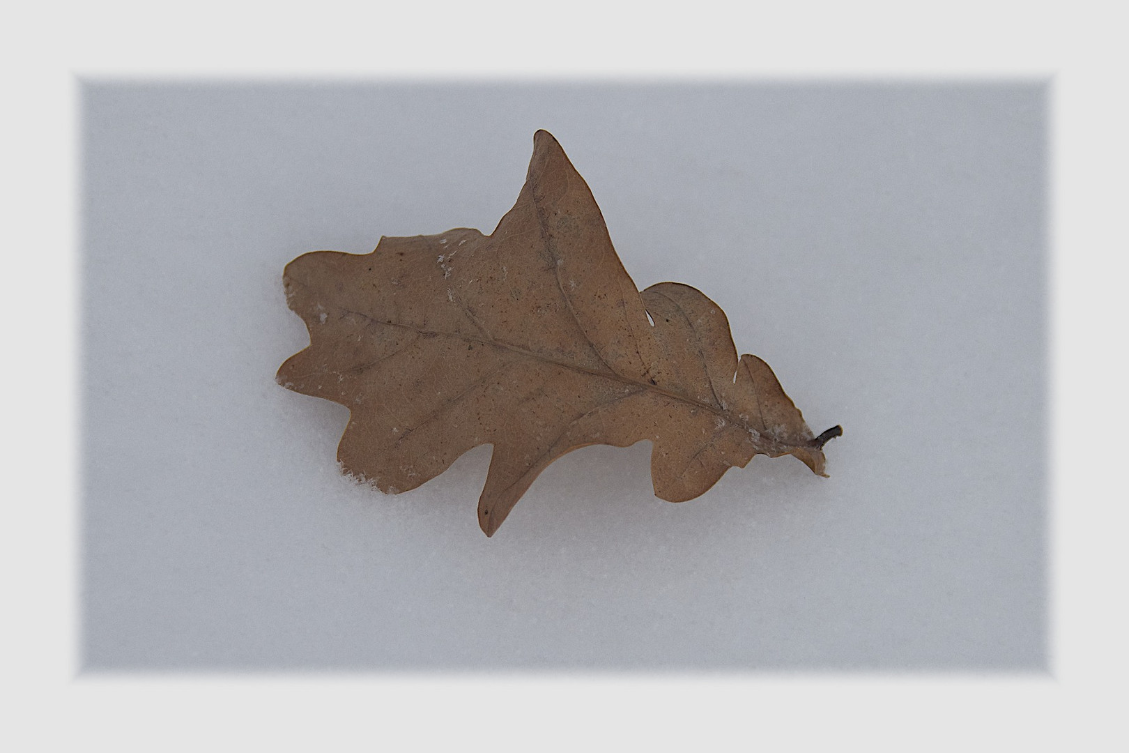 Herbst auf Winter - oder Blatt auf Schnee