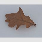 Herbst auf Winter - oder Blatt auf Schnee