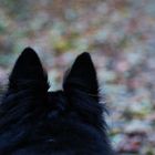 Herbst - aus der sicht meines hundes