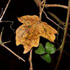 HERBST - AUTUMN 5 -