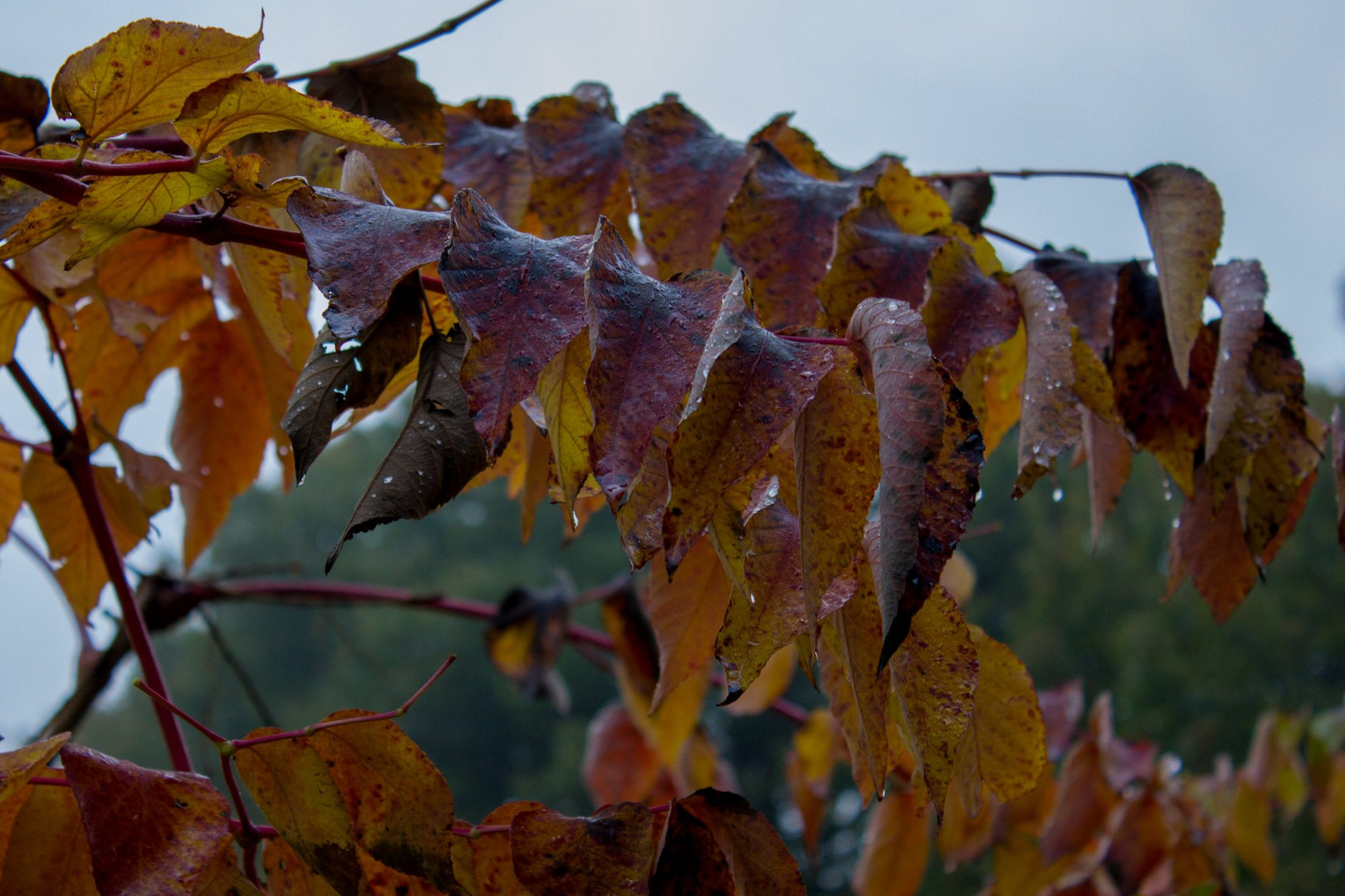 Herbst - Autumn