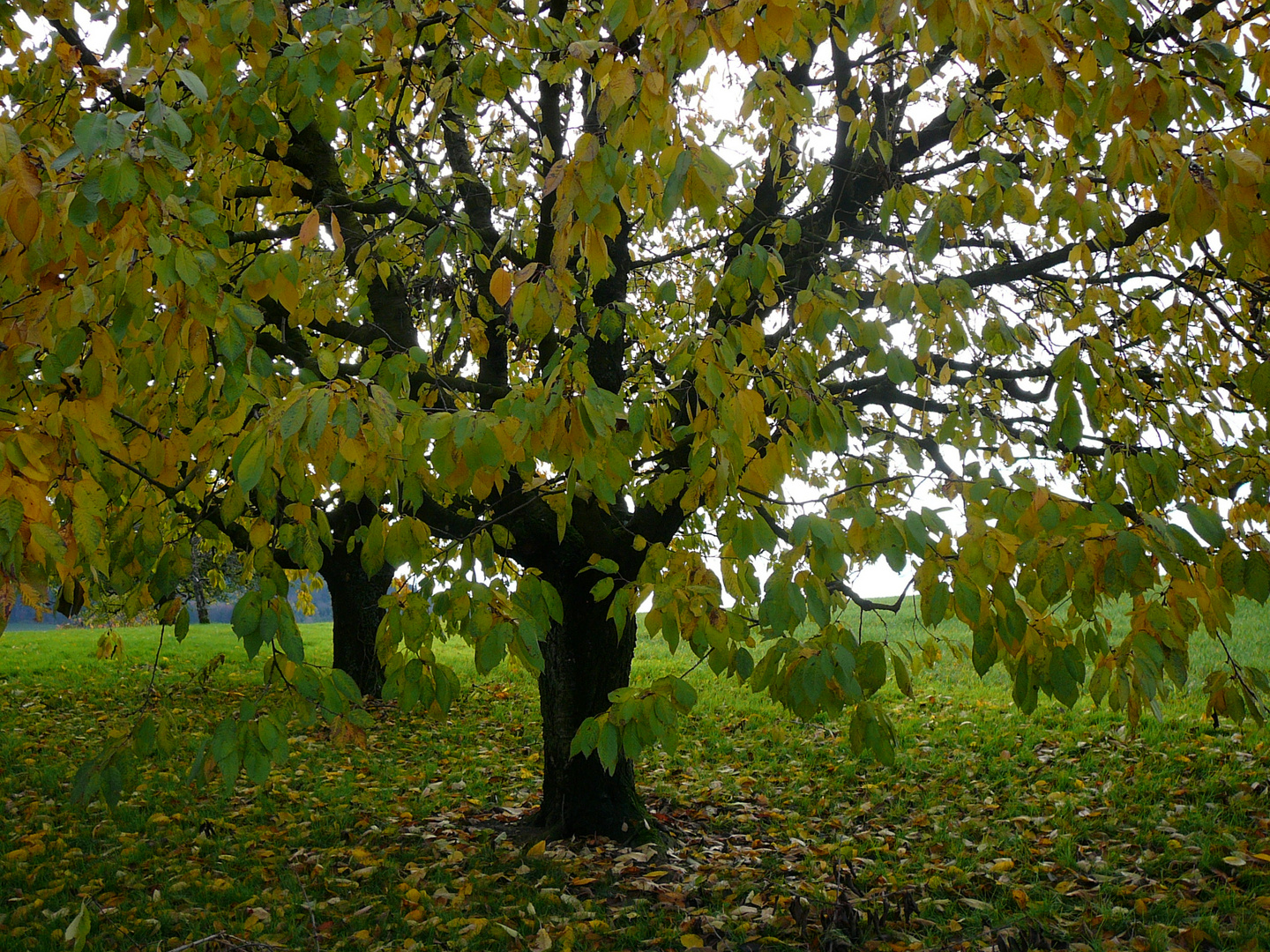 Herbst