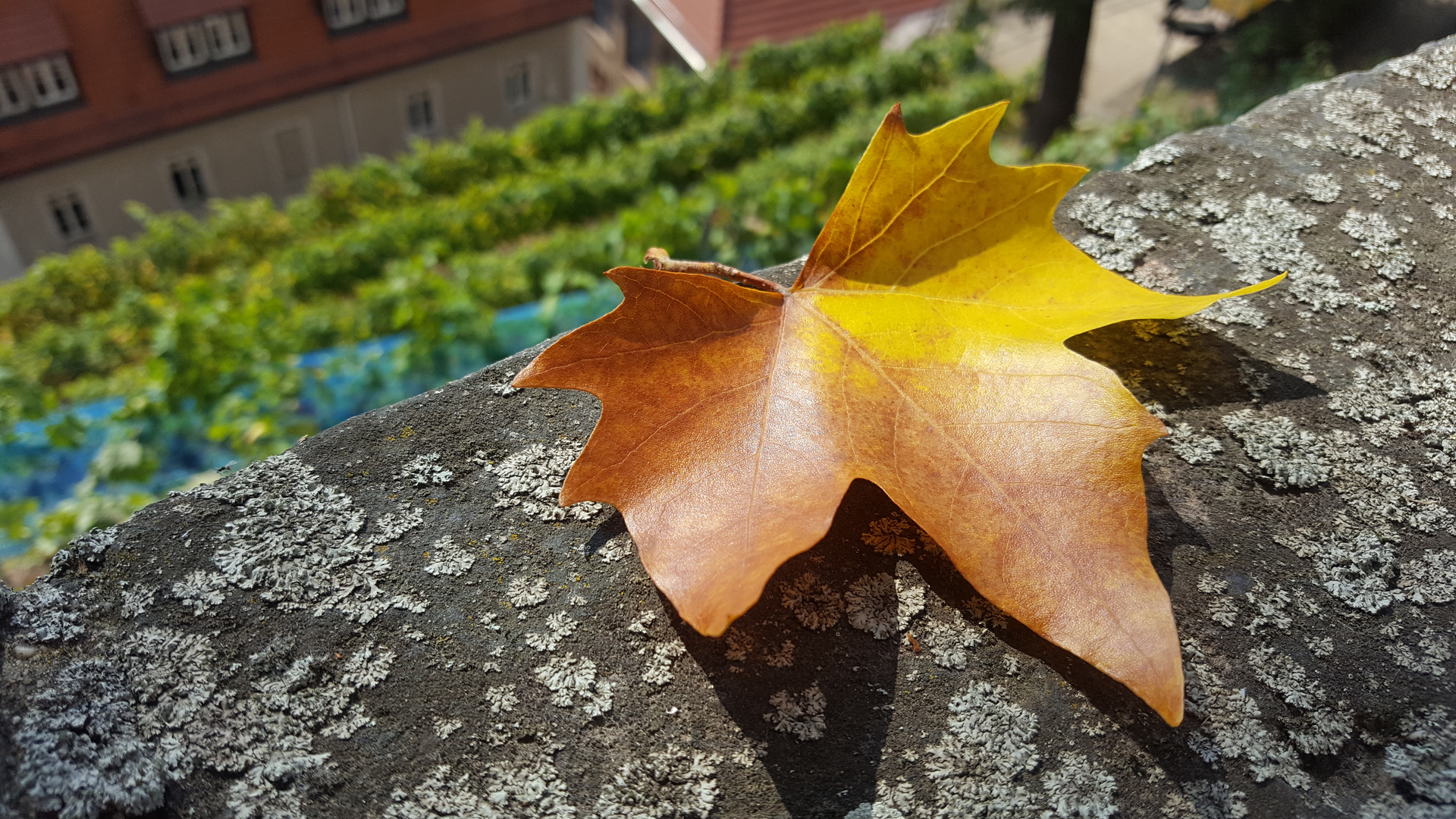 Herbst 