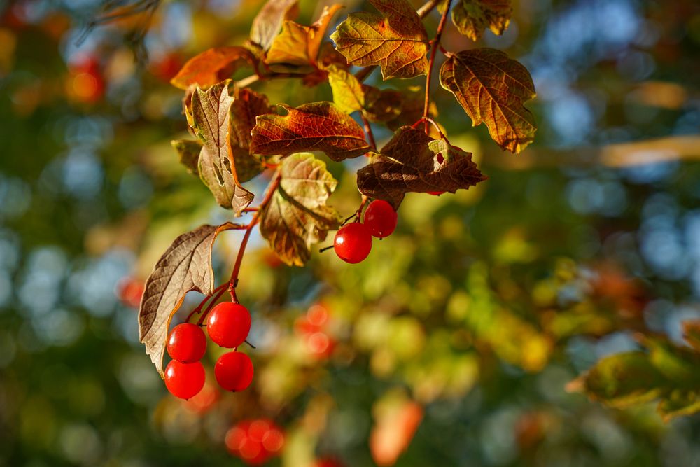 Herbst