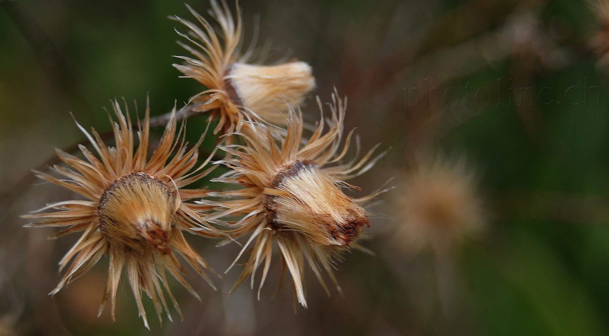 Herbst