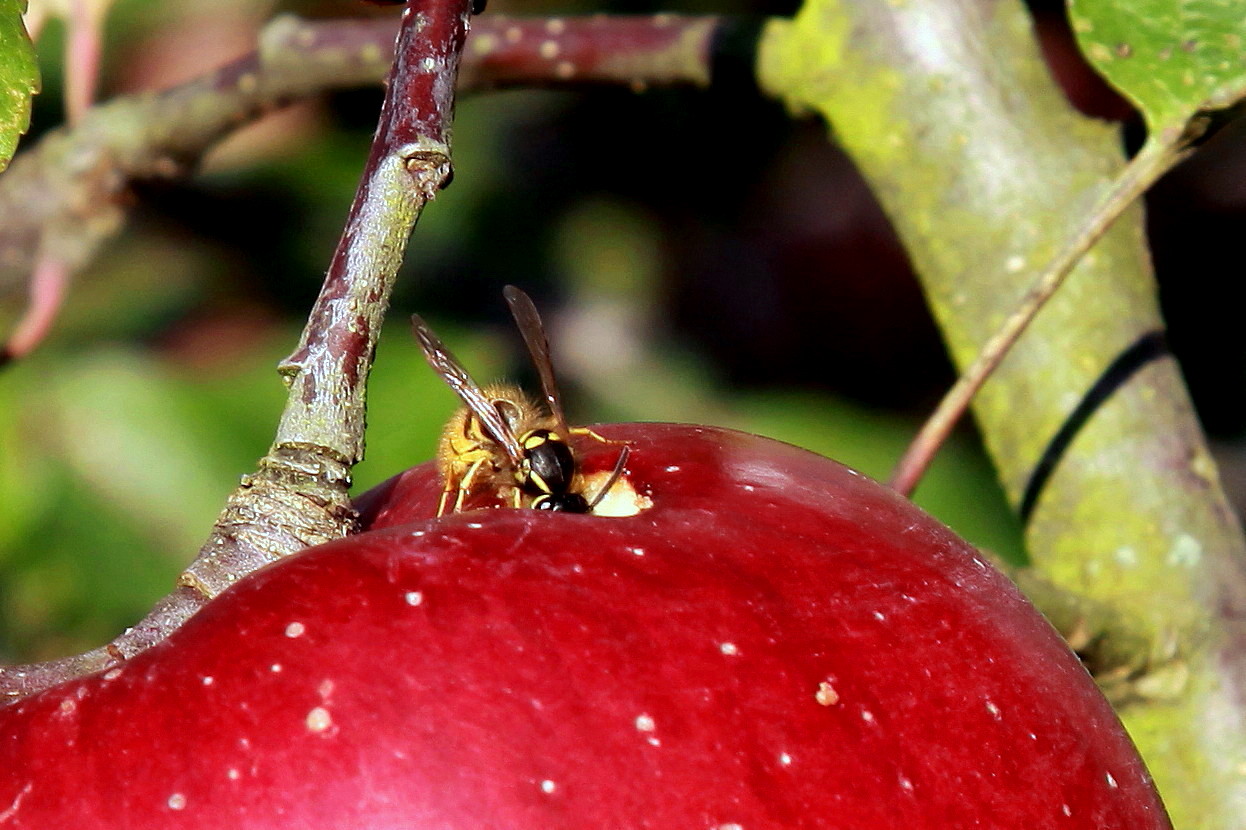 Herbst