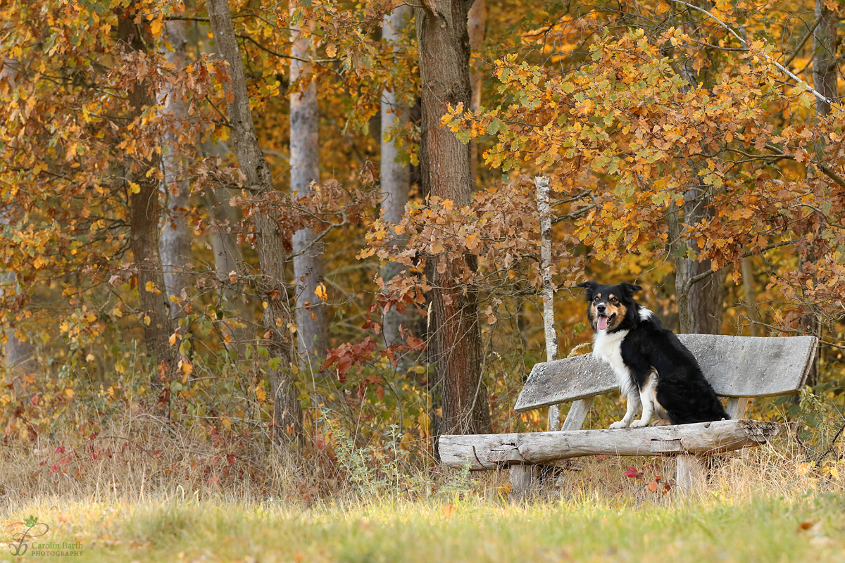 Herbst