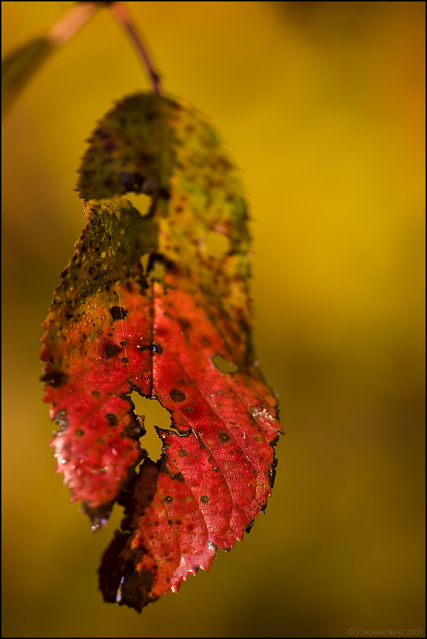 Herbst